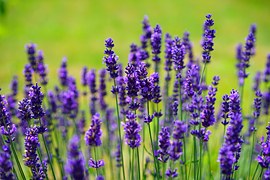 lavender-1117275__180