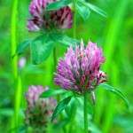 red-clover-351000_640