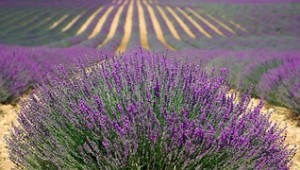 lavender-894919__180