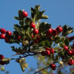 berries-693901_640