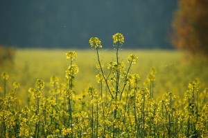 oilseed-rape-1009407_640