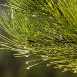 pine-needles-1110331_640