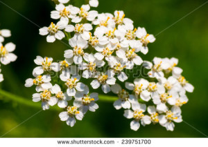 stock-photo-achollea-alpina-var-longiligulata-yarrow-yarrow-white-asteraceae-honshu-hokkaido-239751700